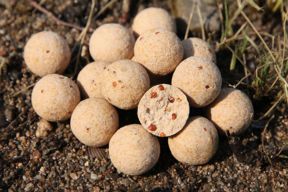 boilies-kaufen